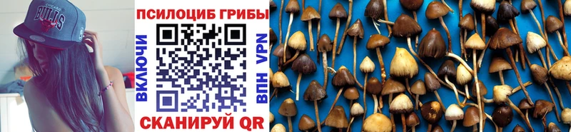 купить наркотик  Вяземский  Псилоцибиновые грибы Magic Shrooms 